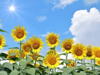 ひまわりと入道雲